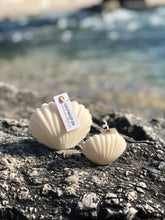 Upload an image to the Gallery viewer, SEA SHELL
